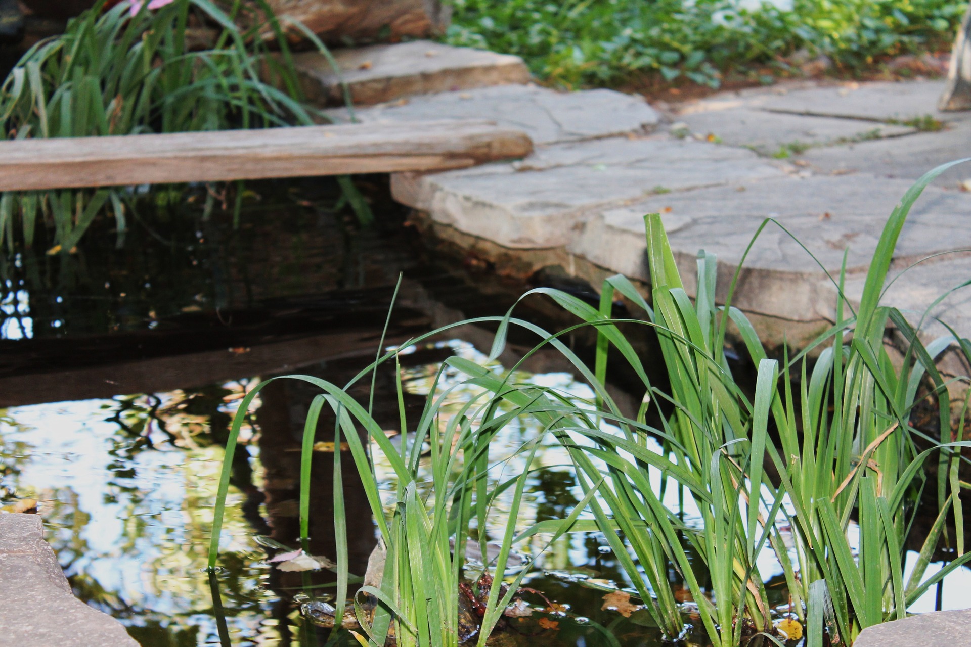 Picturesque Garden Pond in Impeccably Maintained Landscape
